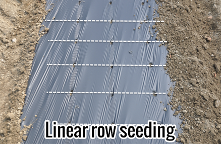 Modula-pro-linear-row-seeding