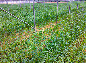 Green manure