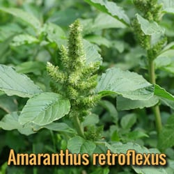 alien-parasites-Amaranthus-retroflexus