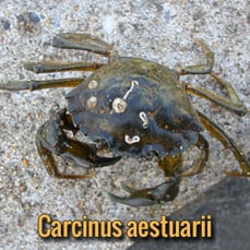 alien-parasites-Carcinus-aestuarii