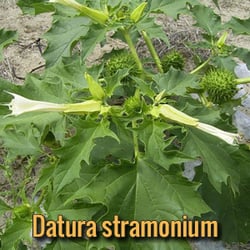 alien-parasites-datura-stramonium