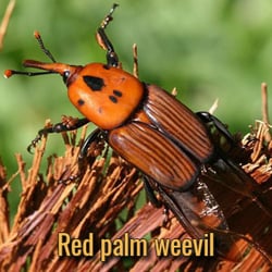 alien-parasites-red-palm-weevil