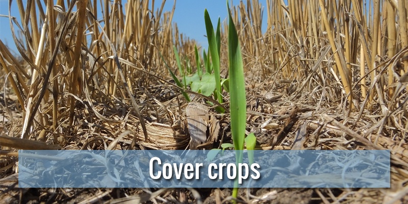 cover-crops-copertina