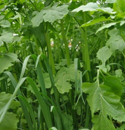 green-manure-horticolture-miscuglio-crucifere