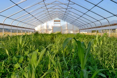 high-tunnel-cover-crop