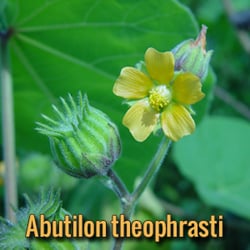parassiti-alieni-Abutilon-theophrasti