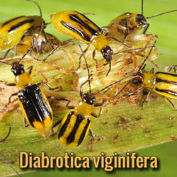 parassiti-alieni-Diabrotica-viginifera