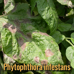parassiti-alieni-Phytophthora-infestans