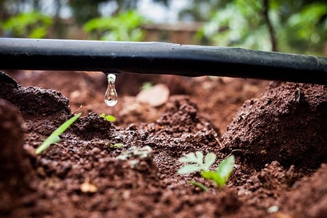 risparmio-idrico-drip-irrigation-in-kenya.jpg
