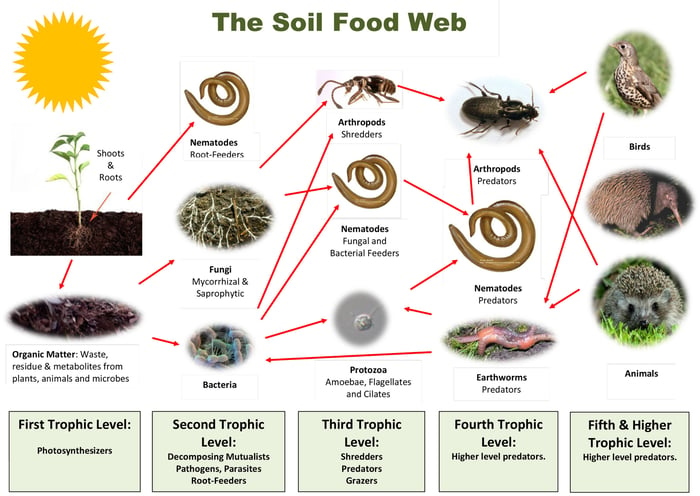 soil-fatigue-soil-food-web