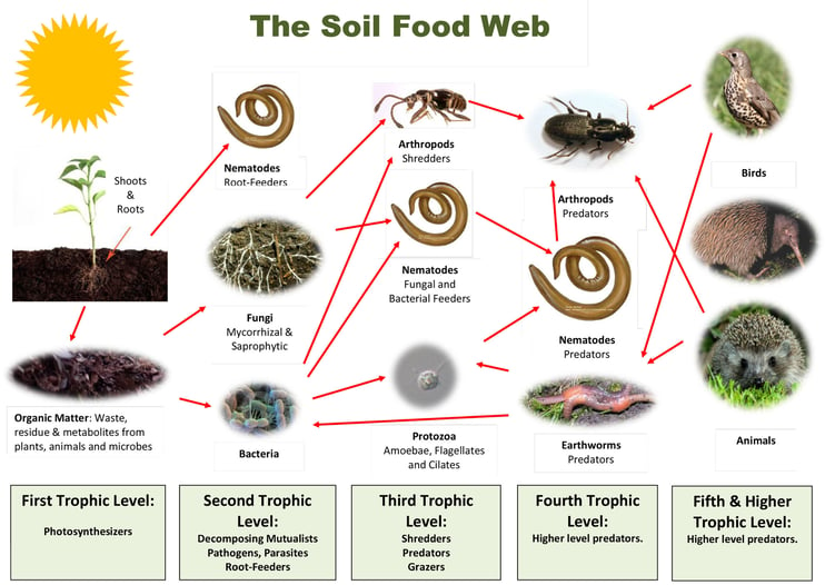 stanchezza-del-terreno-soil-food-web.jpg