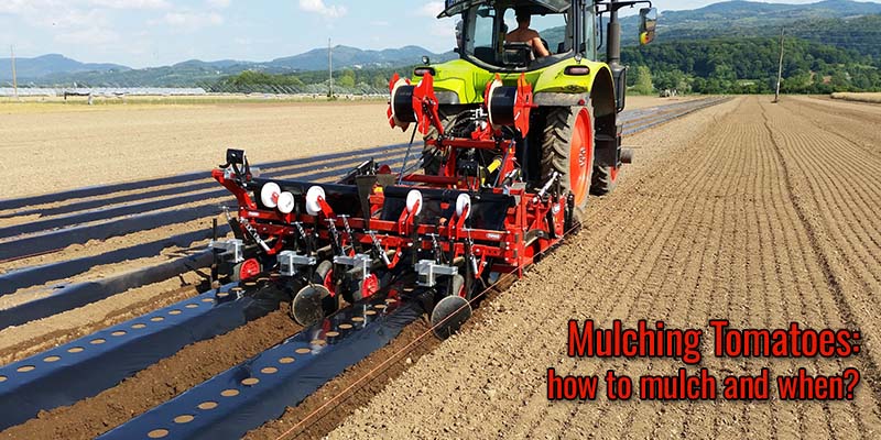 Mulching Tomatoes: how to mulch and when?